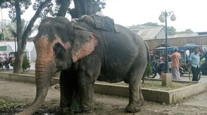 হাতির সঙ্গে অটোর ধাক্কা, মায়ের কোল থেকে ছিটকে শিশুর মৃত্যু